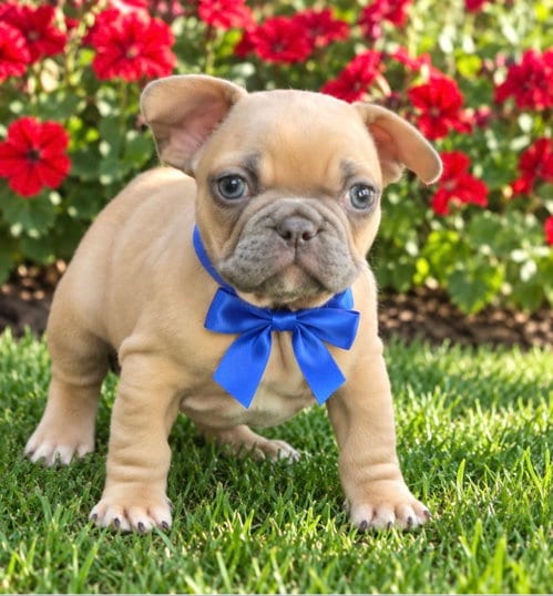Photo of Presley, adoptable French Bulldog in Bon Carbo, Colorado