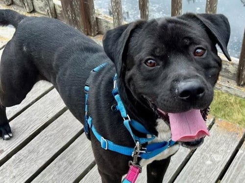 Photo of Morty, adoptable Mastiff in Palo Alto, California