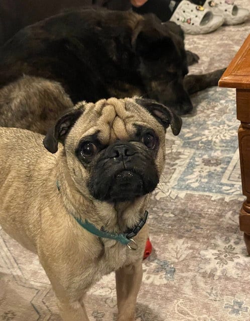 Photo of Sammy, adoptable Pug in Indianapolis, Indiana