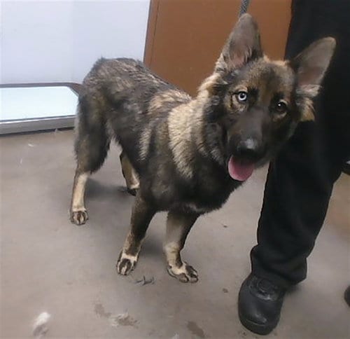 Photo of River, adoptable Siberian Husky in Phoenix, Arizona