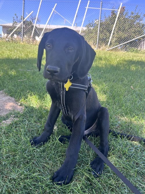 Photo of Lukke, adoptable Labrador Retriever in Sandy, Utah