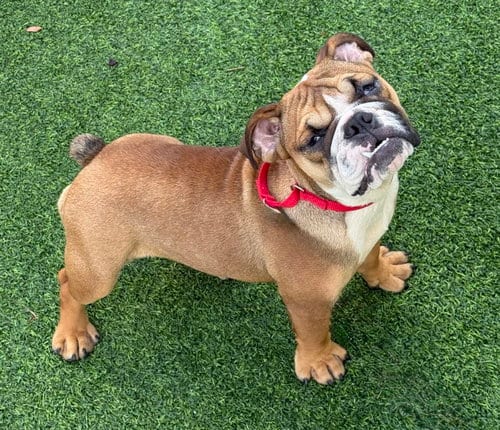 Photo of Braydee, adoptable English Bulldog in Lighthouse Point, Florida