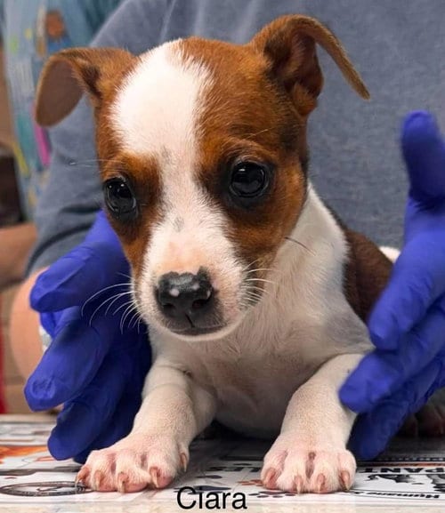 Photo of ciara, adoptable Jack Russell Terrier in Waverly, Tennessee