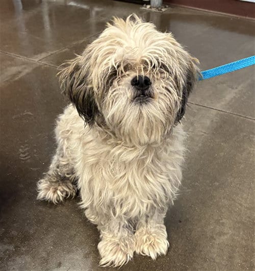 Photo of Quincy, adoptable Lhasa Apso in Phoenix, Arizona