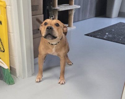 Photo of Bug, adoptable American Pit Bull Terrier in Ocala, Florida