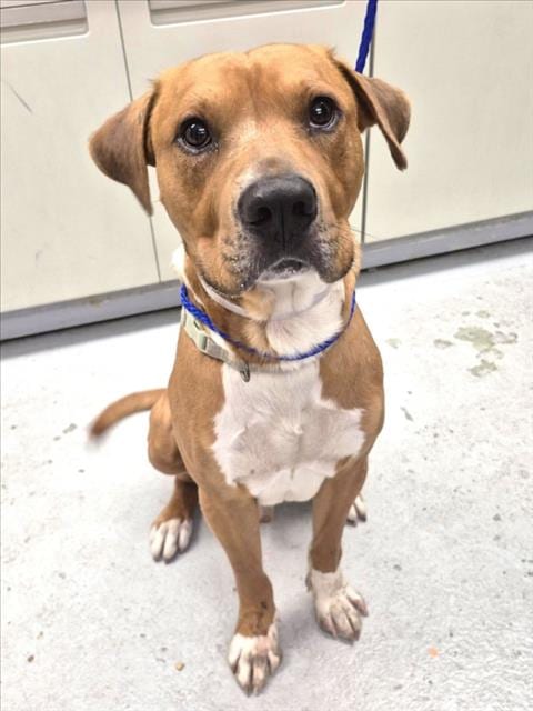 Photo of Sir Dunkin, adoptable Staffordshire Bull Terrier in Houston, Texas