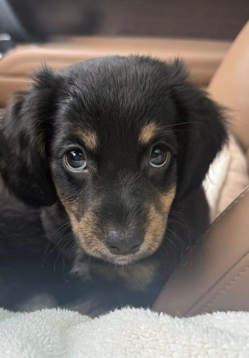 Photo of Tiffany, adoptable Dachshund in The Woodlands, Texas