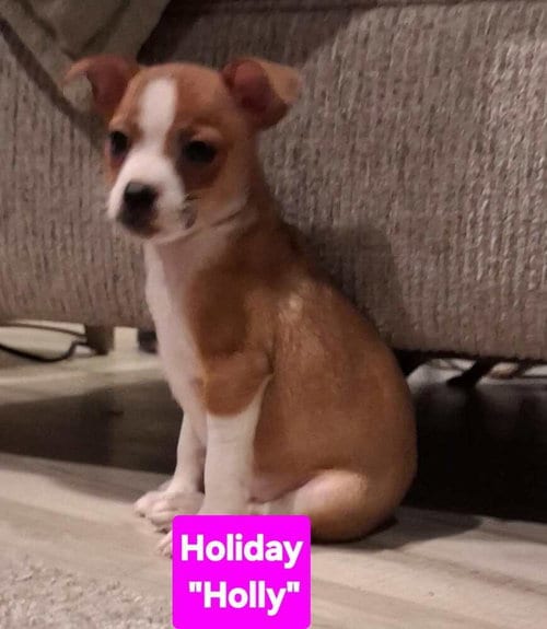 Photo of Hotel : Holiday, adoptable Chihuahua in Aurora, Indiana