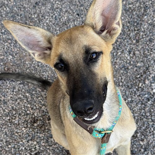 Photo of Srae, adoptable German Shepherd Dog in Mesa, Arizona