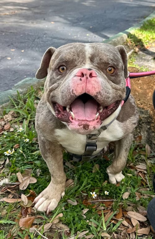 Photo of Tron, adoptable Bulldog in Margate, Florida