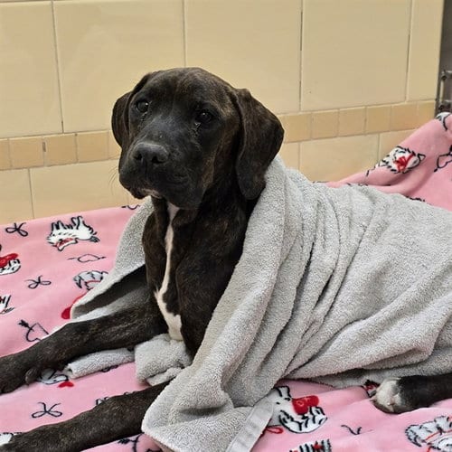 Photo of Milky Way, adoptable Mastiff in Denver, Colorado