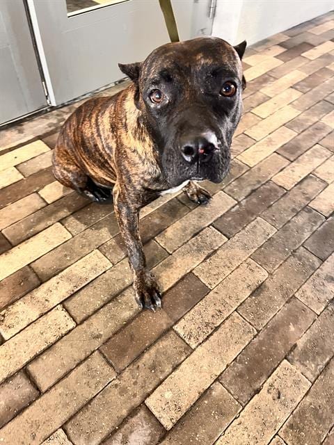 Photo of Bendi, adoptable Boxer in Miami, Florida