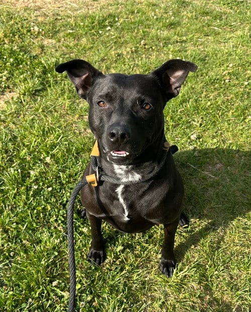Photo of Athena, adoptable Pit Bull Terrier in Evansville, Indiana