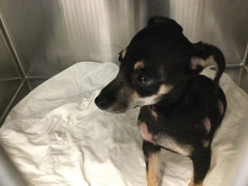 Photo of A1939657, adoptable Chihuahua in Thousand Palms, California