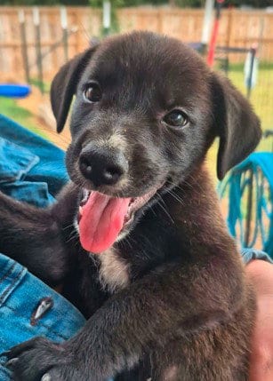 Photo of Dolly, adoptable Labrador Retriever in Sheboygan, Wisconsin
