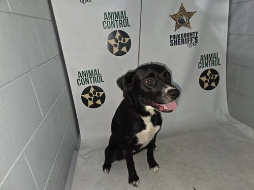 Photo of Lily, adoptable Labrador Retriever in Winter Haven, Florida