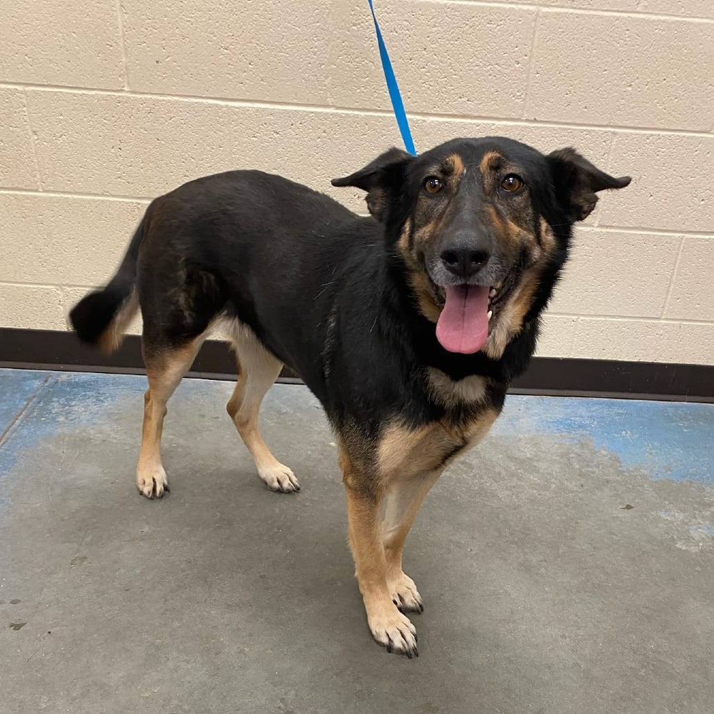 Photo of Zara, adoptable Mixed Breed (Medium)