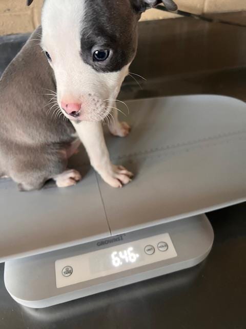 Photo of A171605, adoptable Pit Bull Terrier in Bakersfield, California