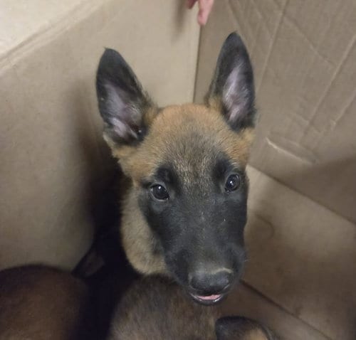 Photo of Arbor, adoptable Belgian Shepherd Malinois in Van Nuys, California