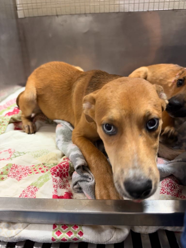 Photo of Primrose, adoptable Mixed Breed in Chickamauga, Georgia