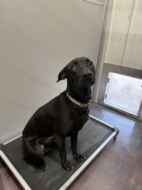 Photo of Daiquiri, adoptable Labrador Retriever in Corning, Arkansas