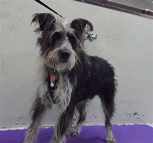 Photo of Diogenes, adoptable Giant Schnauzer in Houston, Texas