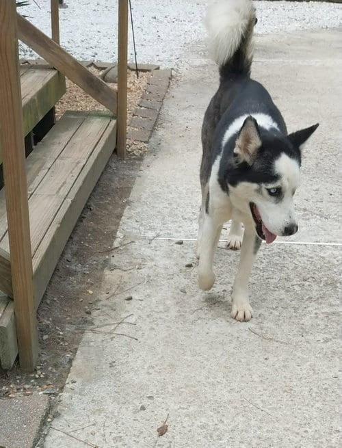 Photo of Rico, adoptable Siberian Husky in Roswell, Georgia