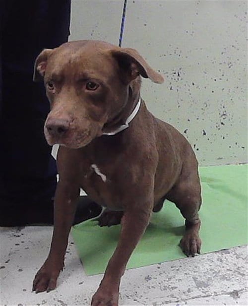 Photo of Bravo, adoptable Staffordshire Bull Terrier in Houston, Texas