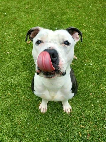 Photo of Biggs, adoptable Pit Bull Terrier in Greensbo, North Carolina