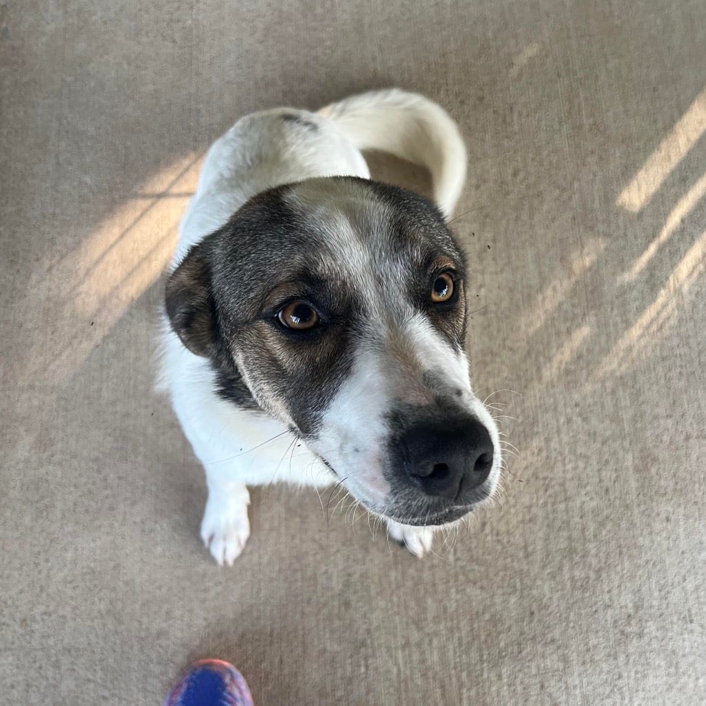 Photo of Kix, adoptable Pyrenees, Great/Mixed Breed (Medium) in Waco, Texas