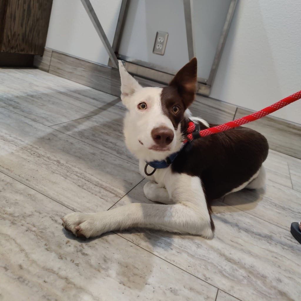 Photo of Wrangler, adoptable Border Collie in Texas
