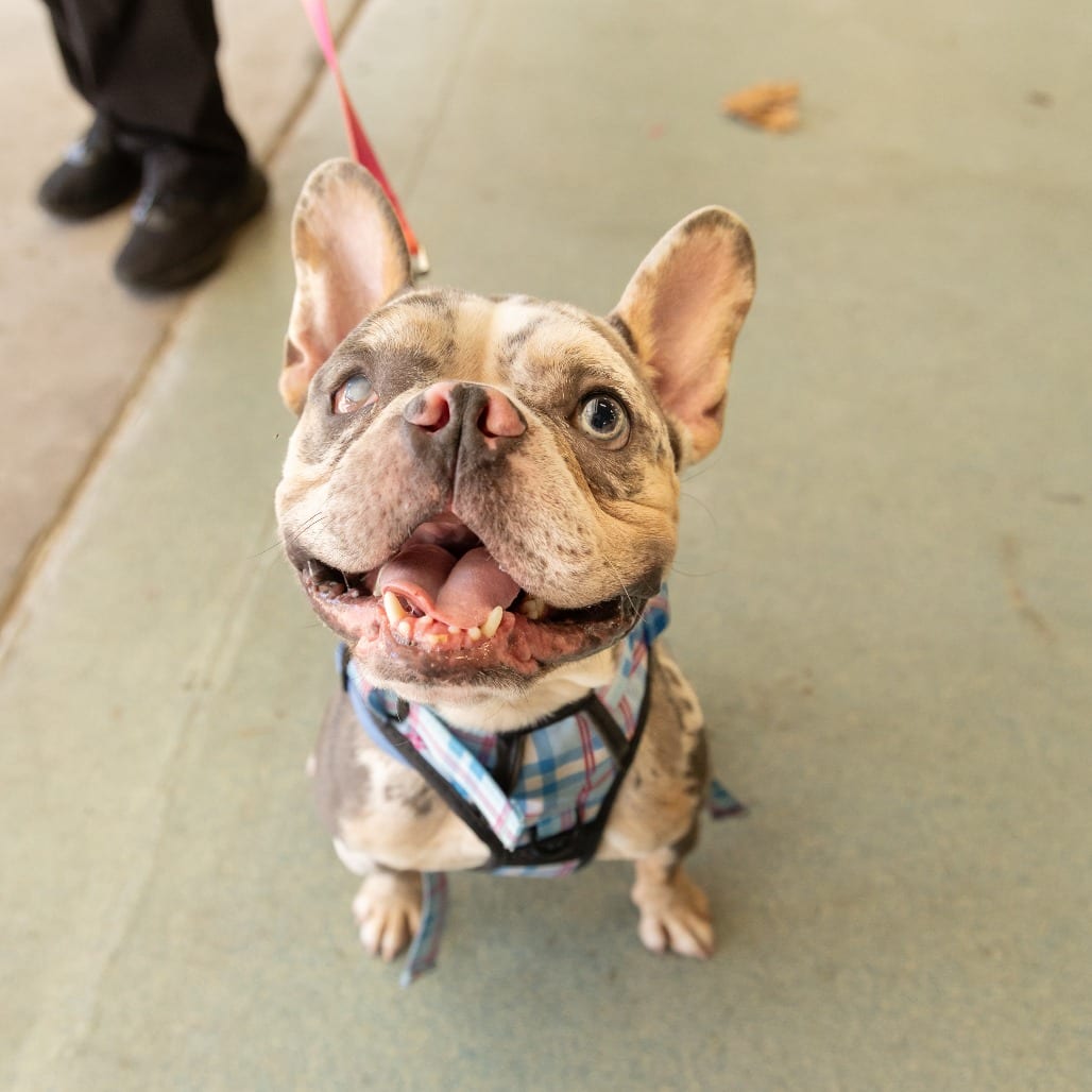 Photo of Mr Nice Guy, adoptable Bulldog, French in Gainesville, Florida