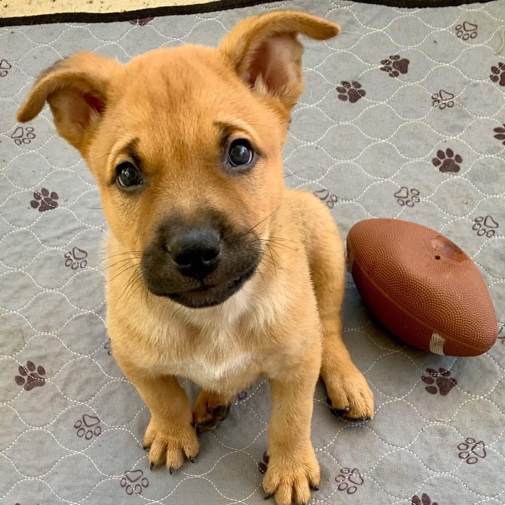 Photo of Odin -*Available 9/12*Chino Hills Location, adoptable Shepherd / Mix