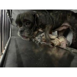 Photo of Friar, adoptable American Bulldog in Baton Rouge, Louisiana