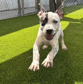 Photo of Comet, adoptable Australian Cattle Dog/Blue Heeler in Texas City, Texas