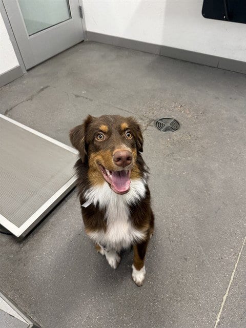 Photo of Ferris, adoptable Australian Shepherd in Mesa, Arizona