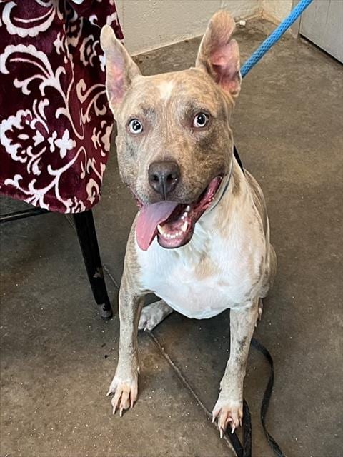 Photo of Niko, adoptable Catahoula Leopard Dog in Tavares, Florida