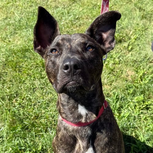 Photo of Ringo, adoptable Black Mouth Cur in Canton, Connecticut