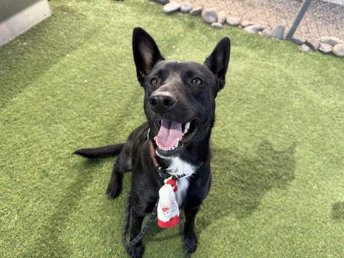 Photo of Trophy, adoptable Australian Kelpie in Phoenix, Arizona