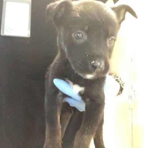 Photo of Sand Castle, adoptable Pit Bull Terrier in Riverside, California