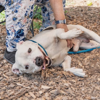Photo of Vanilla- IN FOSTER, adoptable dog in Chamblee, Georgia