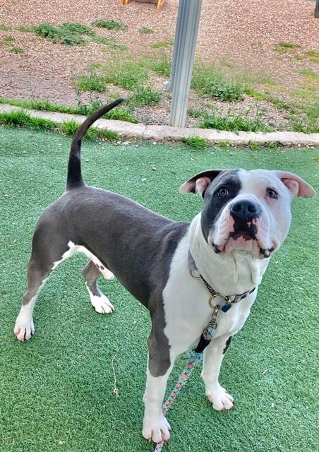 Photo of Blue, adoptable Pit Bull Terrier in Fruit Heights, Utah