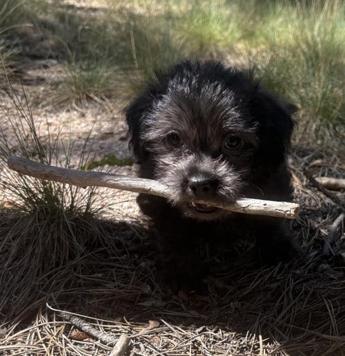 Photo of Jasper, adoptable Terrier in Evergreen, Colorado