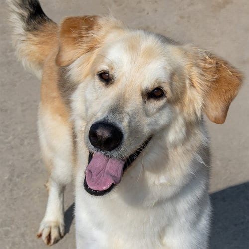 Photo of Bane, adoptable Golden Retriever in St Louis, Missouri