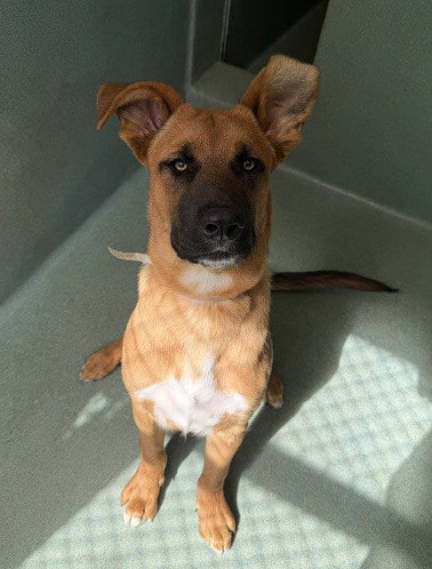 Photo of Rafael, adoptable German Shepherd Dog in Agoura, California