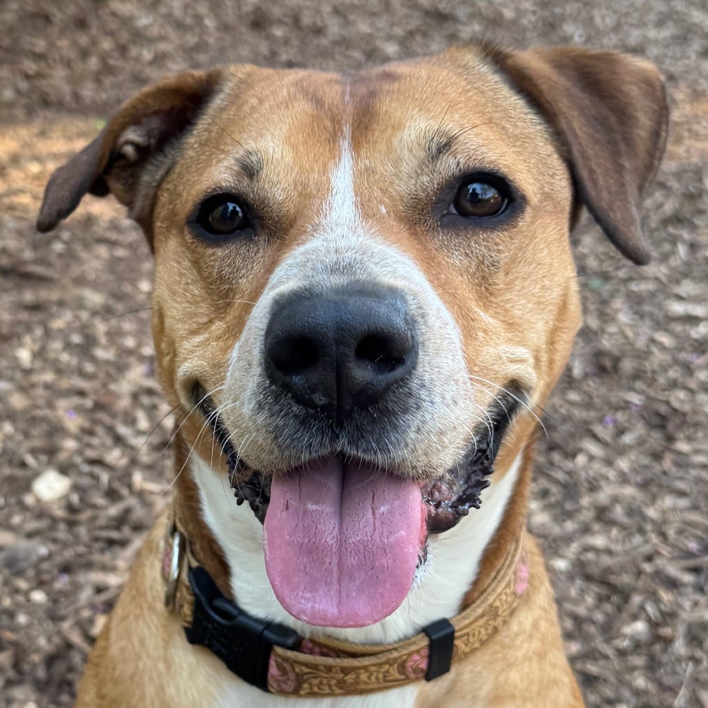 Photo of Saskia, adoptable Mixed Breed (Medium) in Decatur, Georgia