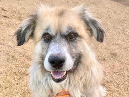 Photo of Hoagie, adoptable dog in Georgetown, Texas