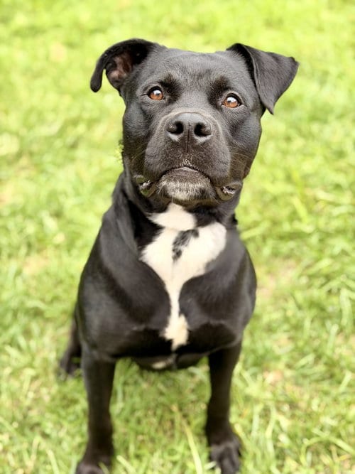 Photo of Expo, adoptable Pit Bull Terrier in Manahawkin, New Jersey
