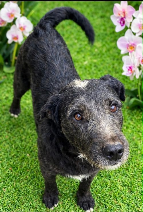Photo of Tia, adoptable Labrador Retriever in Phoenix, Arizona