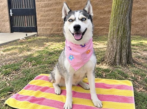 Photo of Holly, adoptable Siberian Husky in Orange, California